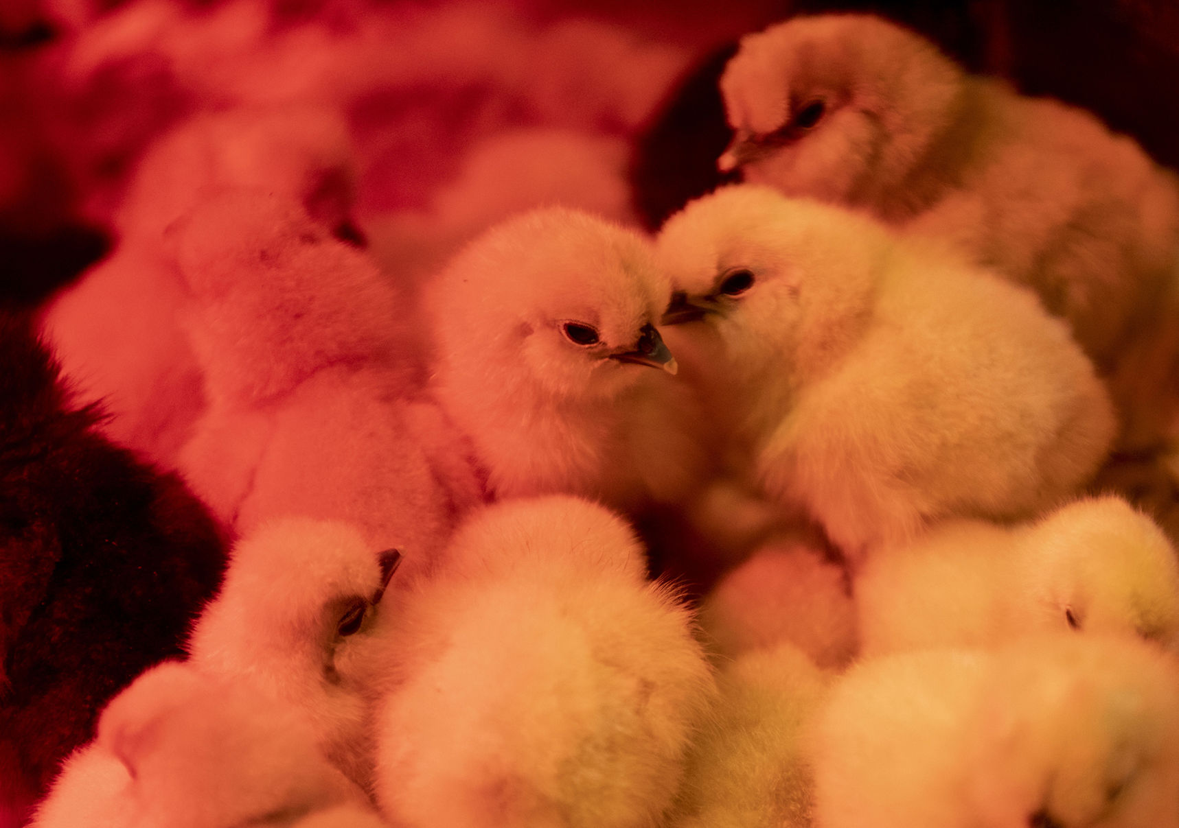 040520-life-chickens 03